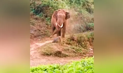 wild elephant