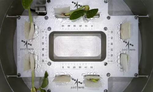 Growing Cowpea Seeds in Space