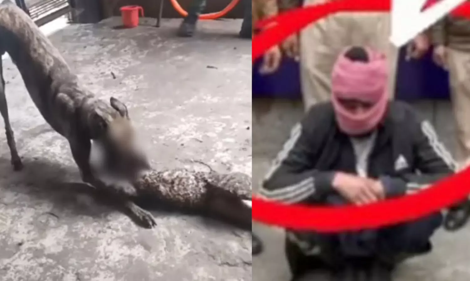 റീൽസെടുക്കാൻ പൂച്ചകളെ കെട്ടിയിട്ട് നായ്ക്കൾക്ക് എറിഞ്ഞുകൊടുത്ത് ക്രൂരത; യുവാവ് അറസ്റ്റിൽ