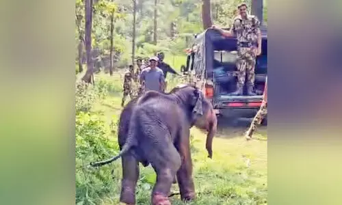 കൂട്ടംതെറ്റിയെത്തിയ കുട്ടിയാന കാട്ടിലേക്ക്