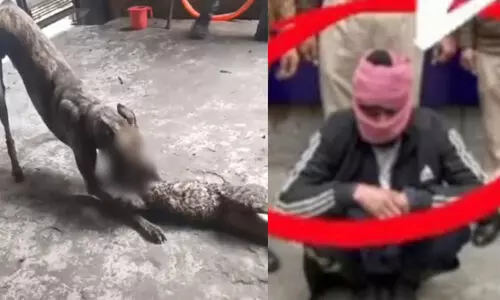 റീൽസെടുക്കാൻ പൂച്ചകളെ കെട്ടിയിട്ട് നായ്ക്കൾക്ക് എറിഞ്ഞുകൊടുത്ത് ക്രൂരത; യുവാവ് അറസ്റ്റിൽ