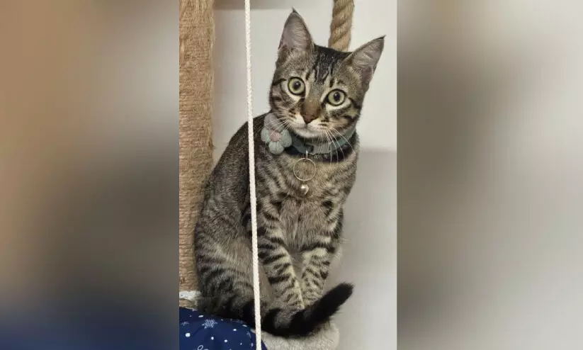 വയനാട് ടു ബംഗളൂരു...ഓമനപ്പൂച്ചക്കായുള്ള സ്നേഹദൂരം വയനാട് ടു ബംഗളൂരു...ഓമനപ്പൂച്ചക്കായുള്ള സ്നേഹദൂരം