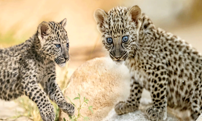 അൽഉല അറേബ്യൻ പുള്ളിപ്പുലി പ്രജനനകേന്ദ്രത്തിന് അംഗീകാരം അൽഉല അറേബ്യൻ പുള്ളിപ്പുലി പ്രജനനകേന്ദ്രത്തിന് അംഗീകാരം