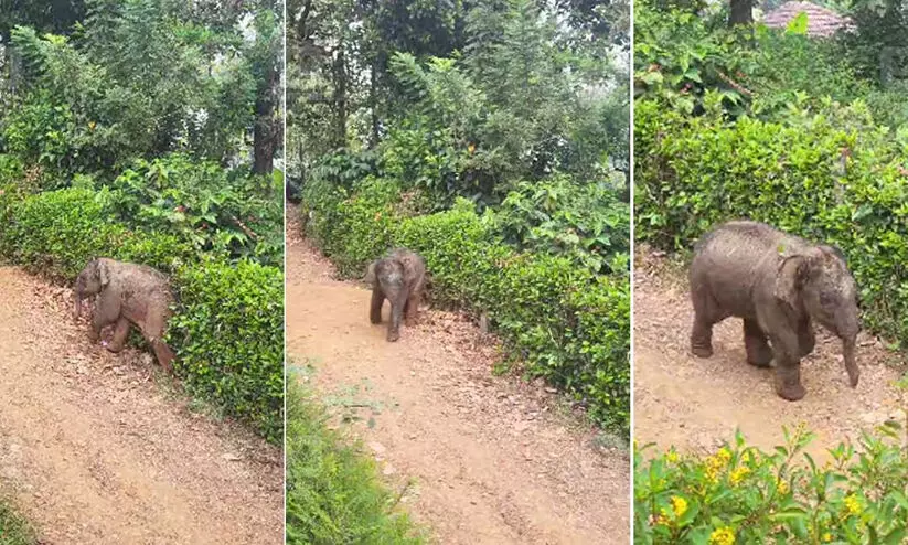 കാട്ടിലയച്ച കുട്ടിയാനക്ക് അമ്മയെ കണ്ടെത്താനായില്ല