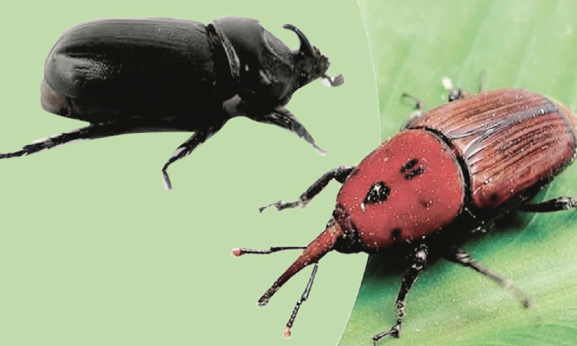 ചെ​ല്ലി ഭീ​ഷ​ണി; പ്ര​തീ​ക്ഷ മ​ങ്ങി കേ​ര​ക​ർ​ഷ​ക​ർ