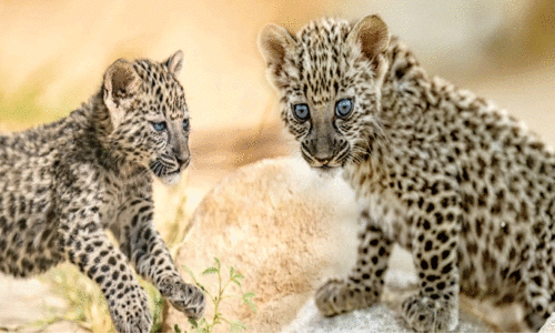 അ​ൽ​ഉ​ല അ​റേ​ബ്യ​ൻ പു​ള്ളി​പ്പു​ലി പ്ര​ജ​ന​ന​​കേ​ന്ദ്ര​ത്തി​ന് അം​ഗീ​കാ​രം