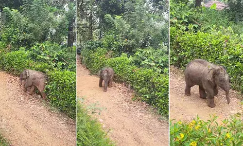 കാട്ടിലയച്ച കുട്ടിയാനക്ക് അമ്മയെ കണ്ടെത്താനായില്ല