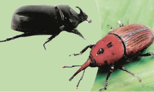 ചെ​ല്ലി ഭീ​ഷ​ണി; പ്ര​തീ​ക്ഷ മ​ങ്ങി കേ​ര​ക​ർ​ഷ​ക​ർ