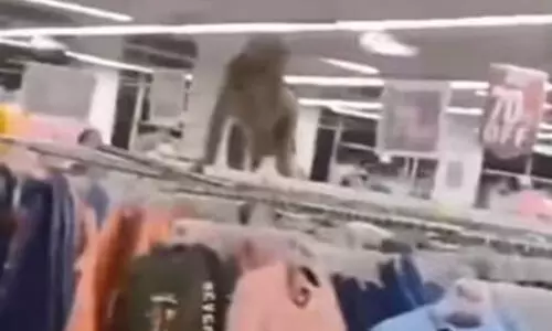 യു.പിയിലെ ഷോപ്പിങ് മാളിലേക്ക് ഇരച്ചെത്തി കുരങ്ങൻ; യുവതിയെ ആക്രമിച്ചു, ദൃശ്യങ്ങൾ വൈറൽ -VIDEO