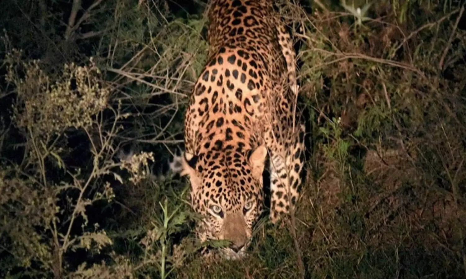 ഗുജറാത്തിൽ പുലിയുടെ   ആക്രമണത്തിൽ  ബാലിക കൊല്ലപ്പെട്ടു