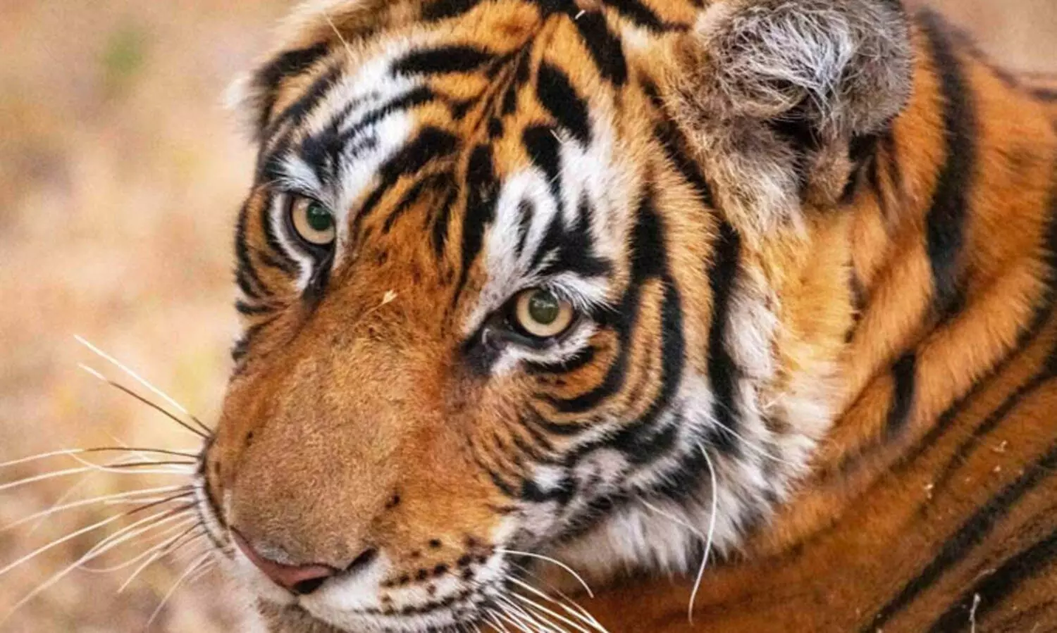 ‘സീനത്തി’നു പിന്നാലെ മറ്റൊരു കടുവ കൂടി   ബംഗാളിലേക്ക്; വനപാലകർ ജാഗ്രതയിൽ