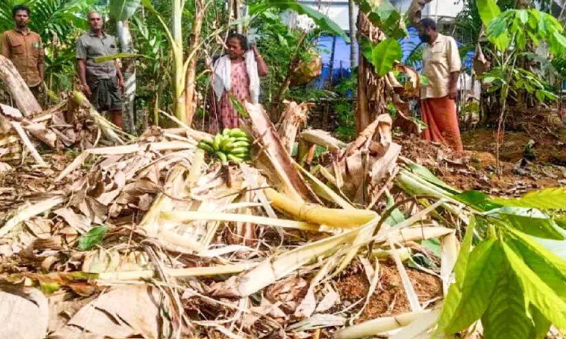 കരിക്കാട്ടോളിയിൽ കാട്ടാന വിളയാട്ടം കരിക്കാട്ടോളിയിൽ കാട്ടാന വിളയാട്ടം