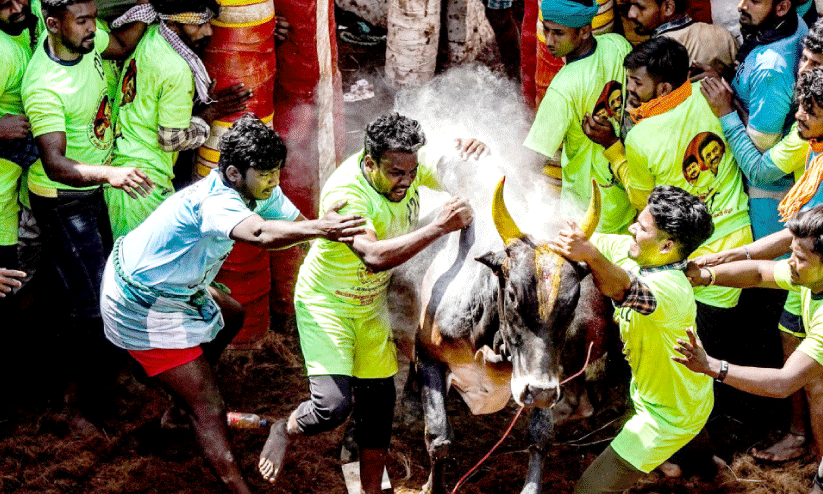 മാട്ടുപ്പൊങ്കൽ മാസം... മാട്ടുപ്പൊങ്കൽ മാസം...