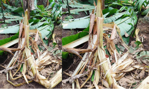 കാട്ടാനക്കൂട്ടം വീണ്ടും കൃഷി നശിപ്പിച്ചു