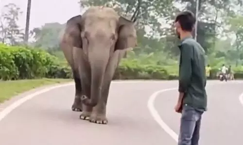 കുട്ടിയാനകളെ പ്രകോപിപ്പിച്ച ശേഷം ഓടിമാറി യുവാവ്; താക്കീതുമായി ഐ.എഫ്.എസ് ഉദ്യോഗസ്ഥൻ- VIDEO