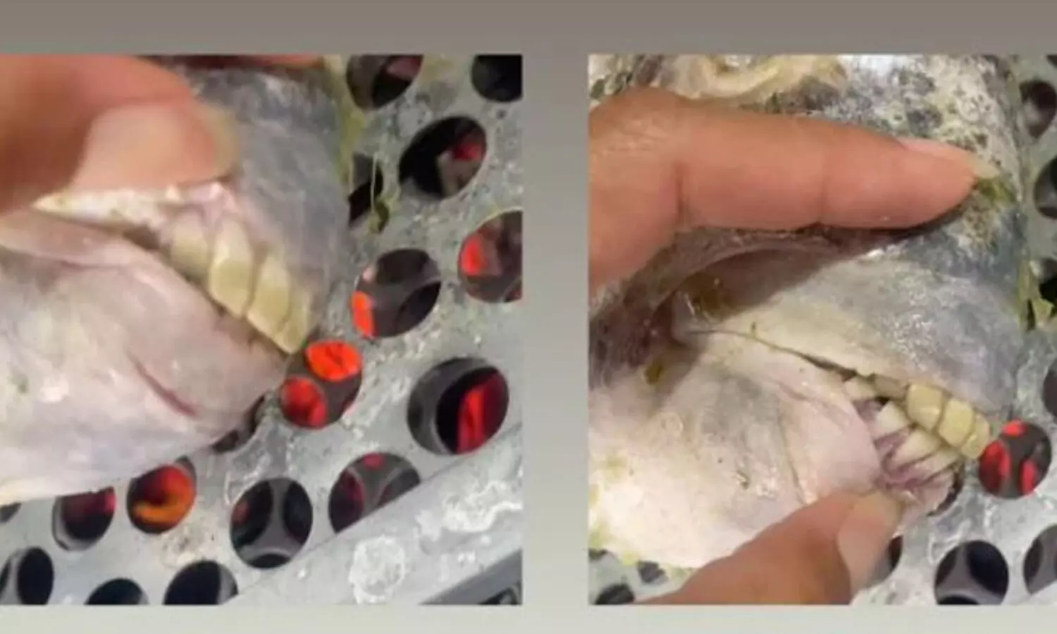 മനുഷ്യന്റേതിനു സമാനമായ പല്ലുള്ള മത്സ്യം; ബ്രസീലിയൻ യുവതി പങ്കുവെച്ച വിഡിയോ വൈറൽ