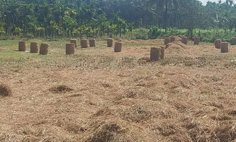 വ​യ​ലു​ക​ളി​ലെ നെ​ൽ​കൃ​ഷി; അ​പൂ​ർ​വ​മാ​യി മാ​റു​ന്നു