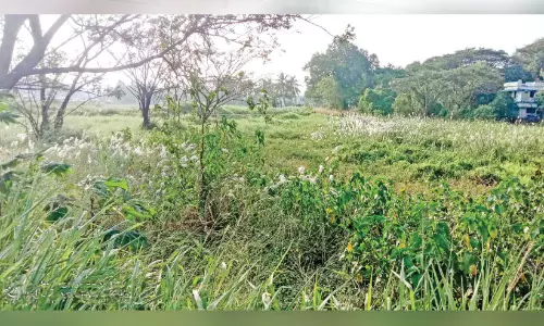 ഗ്രാമപ്രദേശങ്ങളിലെ കുളങ്ങൾ സംരക്ഷണമില്ലാതെ നശിക്കുന്നു