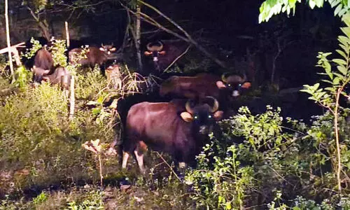 ജനവാസ മേഖലയില്‍ കാട്ടുപോത്തുകൾ; ഭീ​തി​യൊ​ഴി​യാ​തെ നാ​ട്ടു​കാ​ര്‍