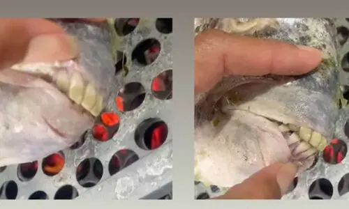 മനുഷ്യന്റേതിനു സമാനമായ പല്ലുള്ള മത്സ്യം; ബ്രസീലിയൻ യുവതി പങ്കുവെച്ച വിഡിയോ വൈറൽ