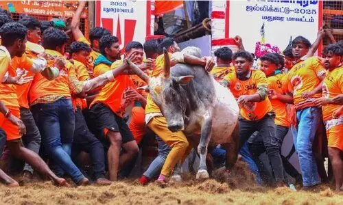 ജെ​ല്ലി​ക്കെ​ട്ടി​നി​ടെ കാളയുടെ കുത്തേറ്റ് യുവാവ് മരിച്ചു; 114 പേർക്ക് പരിക്ക്