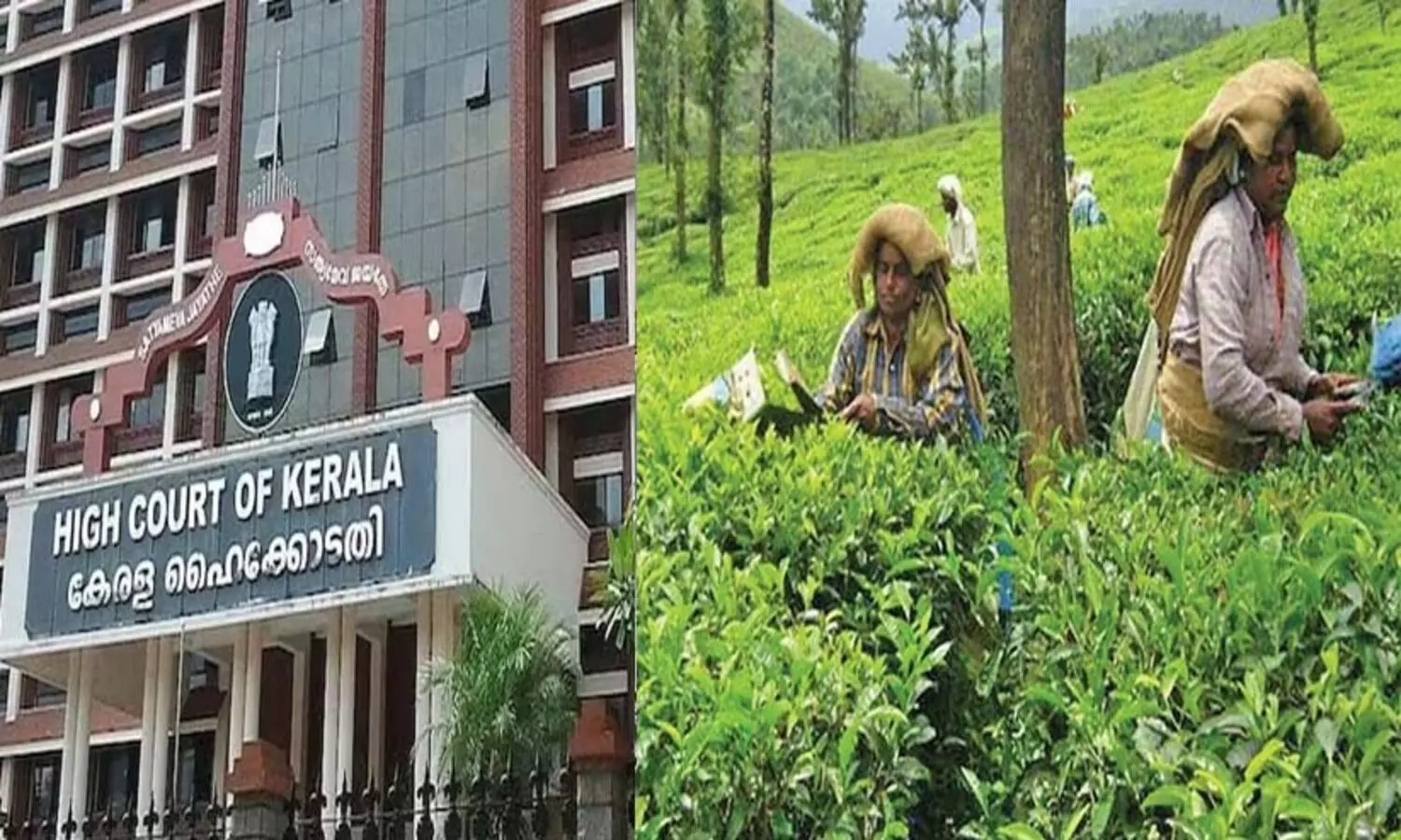 വയനാട്ടിലെ പുനരധിവാസം: തുരങ്കം വെക്കാൻ വീണ്ടും ഹാരിസൺസ് ഹൈകോടതിയിൽ അപ്പീൽ നൽകി