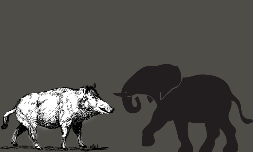 നാട് കീഴടക്കി വന്യമൃഗങ്ങൾ; ജീവിക്കാനാകാതെ നാട്ടിലുള്ളവർ നാട് കീഴടക്കി വന്യമൃഗങ്ങൾ; ജീവിക്കാനാകാതെ നാട്ടിലുള്ളവർ