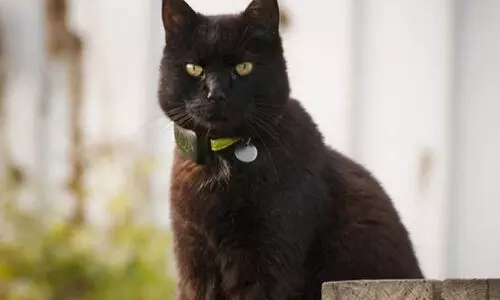 മൈ​ക്രോ ചി​പ് ഘ​ടി​പ്പി​ച്ച മൃ​ഗ​ങ്ങ​ളെ ര​ജി​സ്റ്റ​ര്‍ ചെ​യ്യ​ണം; നി​ർ​ദേ​ശ​വു​മാ​യി അ​ബൂ​ദ​ബി ന​ഗ​ര, ഗ​താ​ഗ​ത വ​കു​പ്പ്