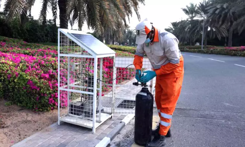 കൊ​തു​കു ന​ശീ​ക​ര​ണം; ഷാ​ർ​ജ​യി​ൽ 90 സ്മാ​ർ​ട്ട്​ ട്രാ​പ്പു​ക​ൾ സ്ഥാ​പി​ച്ചു