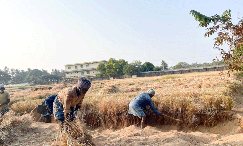 രാ​മ​ച്ച​ത്തി​ന് വി​ല ഉ​യ​ർ​ന്നു; ആ​ശ്വാ​സ​ത്തി​ൽ ക​ർ​ഷ​ക​ർ