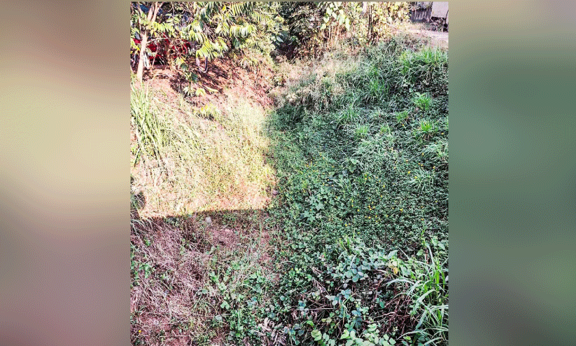 പെരിയാർവാലി കനാലിൽ വെള്ളമില്ല; കർഷകർ ദുരിതത്തിൽ