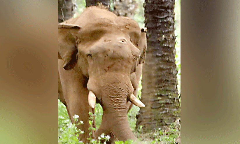 കാട്ടാനയുടെ നെറ്റിയിലെ പരിക്ക് വെടിയേറ്റിട്ടെന്ന്; നിഷേധിച്ച് വനം വകുപ്പ്