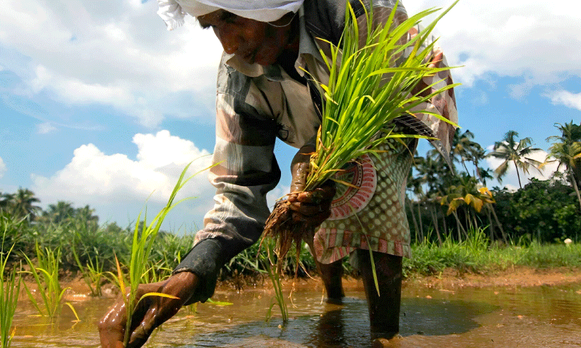 വളത്തിന് കടുത്ത ക്ഷാമം; പുഞ്ചകൃഷിക്ക്​ പ്രതിസന്ധി