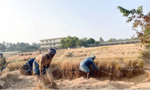 രാ​മ​ച്ച​ത്തി​ന് വി​ല ഉ​യ​ർ​ന്നു; ആ​ശ്വാ​സ​ത്തി​ൽ ക​ർ​ഷ​ക​ർ