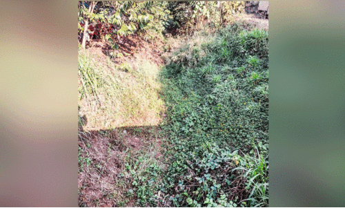 പെരിയാർവാലി കനാലിൽ വെള്ളമില്ല; കർഷകർ ദുരിതത്തിൽ