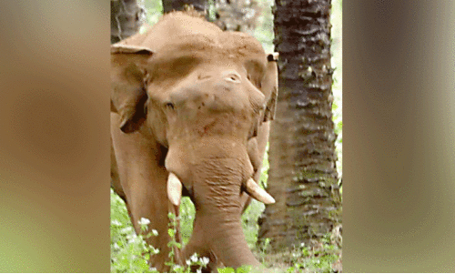 കാട്ടാനയുടെ നെറ്റിയിലെ പരിക്ക് വെടിയേറ്റിട്ടെന്ന്; നിഷേധിച്ച് വനം വകുപ്പ്