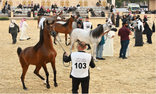സൂ​ഖി​ൽ കു​തി​രോ​ത്സ​വം