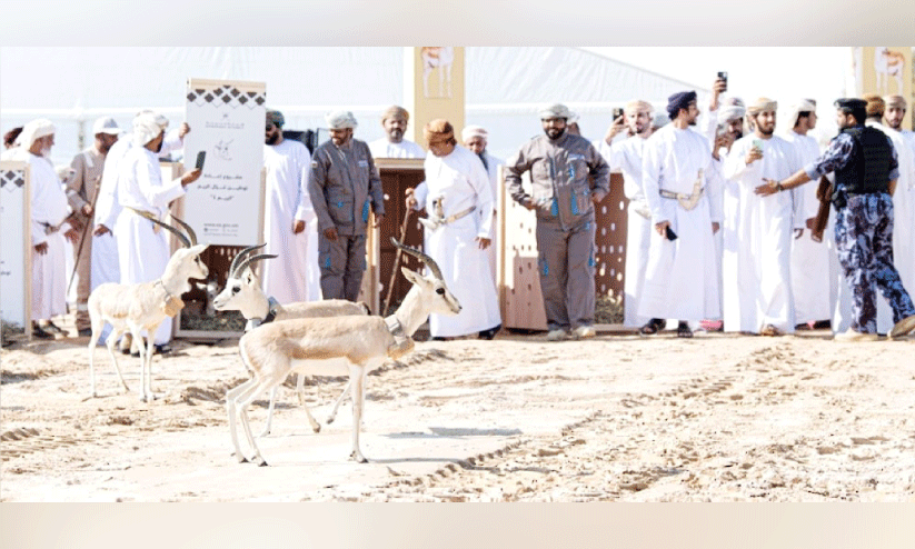 റീം ഗസൽ സംരക്ഷണം; നടപടിയുമായി അധികൃതർ റീം ഗസൽ സംരക്ഷണം; നടപടിയുമായി അധികൃതർ