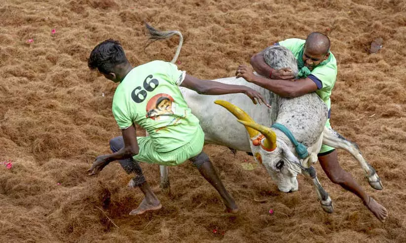 തമിഴ്‌നാട്ടിൽ ‘ജെല്ലിക്കെട്ടി’ലും ‘മഞ്ഞുവിരട്ടി’ലും ഏഴു മരണം;   നൂറു കണക്കിനു പേർക്ക് പരിക്ക്