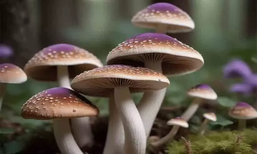 മാജിക് മഷ്റൂമിനെ മയക്കുമരുന്നായി കണക്കാക്കാനാവില്ല -കേരള ഹൈക്കോടതി മാജിക് മഷ്റൂമിനെ മയക്കുമരുന്നായി കണക്കാക്കാനാവില്ല -കേരള ഹൈക്കോടതി