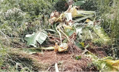 ആറളം ഫാമിൽ വീണ്ടും കാട്ടാനക്കലി ആറളം ഫാമിൽ വീണ്ടും കാട്ടാനക്കലി