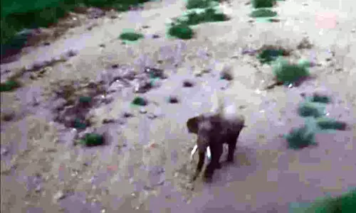 കലിയടങ്ങാതെ കാട്ടാന; വീണ്ടും ജനവാസ കേന്ദ്രങ്ങളില്‍