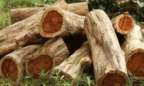 വിജ്ഞാപന പ്ര​ദേ​ശ​ത്ത് മ​രം മു​റി​ക്ക​ൽ; മു​ൻ​കൂ​ർ അ​നു​മതി വാ​ങ്ങ​ണ​മെ​ന്ന് വ​നം വ​കു​പ്പ്