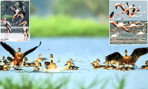 പക്ഷിപ്രേമികൾക്ക് നിരാശ; ദേശാടനപ്പക്ഷികളുടെ എണ്ണത്തിൽ കുറവ്