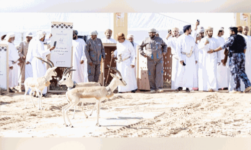 റീം ​ഗ​സ​ൽ സം​ര​ക്ഷ​ണം; ന​ട​പ​ടി​യു​മാ​യി അ​ധി​കൃ​ത​ർ