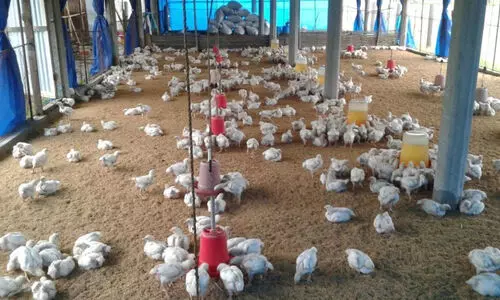 പക്ഷിപ്പനി; നിയന്ത്രണം മാറിയിട്ടും മണര്‍കാട്‌ പൗള്‍ട്രി ഫാം അടഞ്ഞുതന്നെ