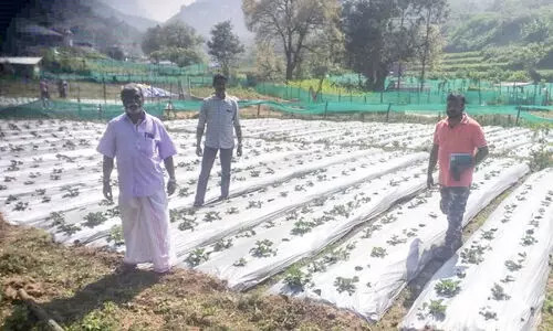 ആരോഗ്യസംരക്ഷണവും വരുമാനം വർധിപ്പിക്കലും; ജില്ലയിൽ   ഒരുങ്ങുന്നു 7000 പോഷകത്തോട്ടങ്ങൾ