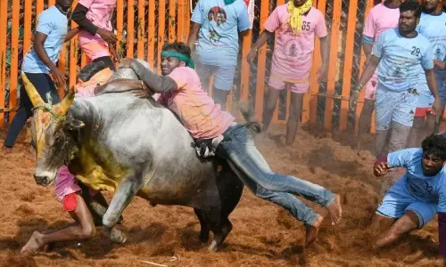 ജല്ലിക്കെട്ട്: തമിഴ്നാട്ടിൽ ഏഴുമരണം, 400ല​ധി​കം പേ​ർ​ക്ക് പ​രി​ക്ക്