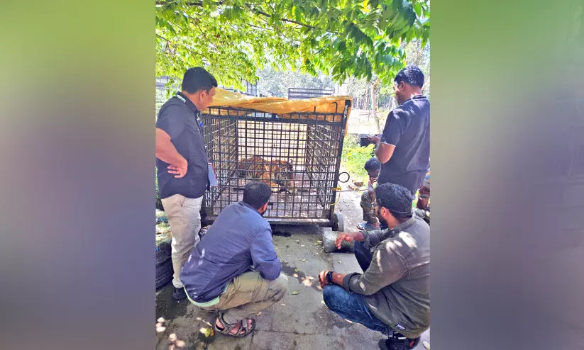 ഒടുവിൽ കൂട്ടിലായി: നാട്ടുകാർക്കും വനംവകുപ്പിനും ആശ്വാസം ഒടുവിൽ കൂട്ടിലായി: നാട്ടുകാർക്കും വനംവകുപ്പിനും ആശ്വാസം