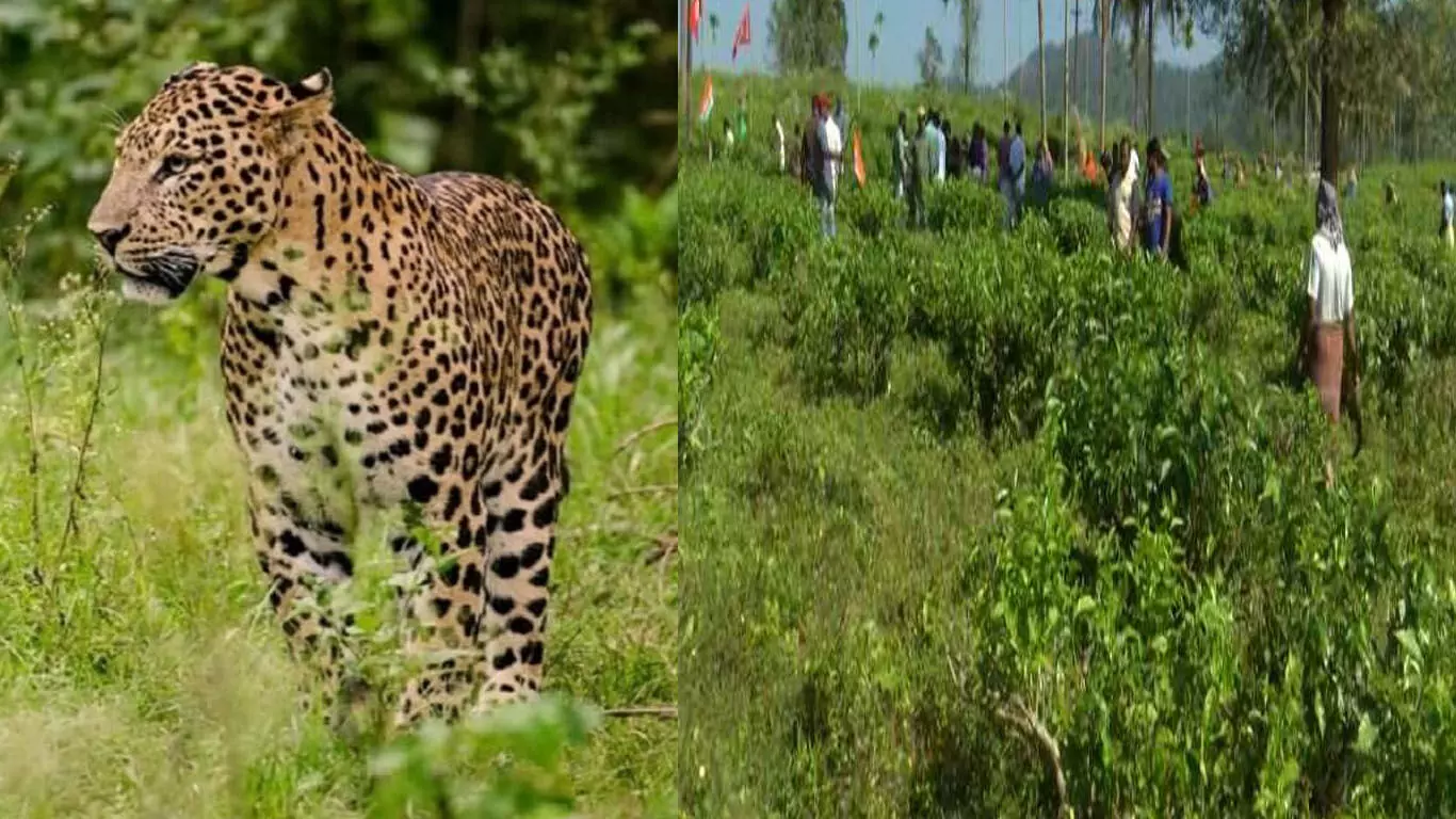 വയനാട്ടിൽ പുനരധിവാസത്തിന് തെരഞ്ഞെടുത്ത എൽസ്റ്റൻ എസ്റ്റേറ്റിൽ പുള്ളിപുലി